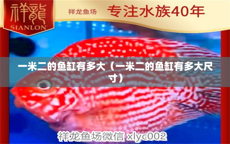 一米二的魚缸有多大（一米二的魚缸有多大尺寸）