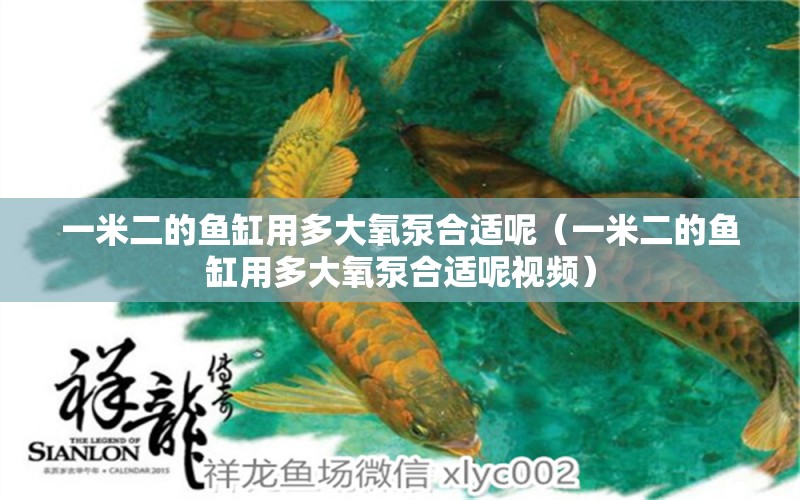 一米二的魚缸用多大氧泵合適呢（一米二的魚缸用多大氧泵合適呢視頻） 其他品牌魚缸