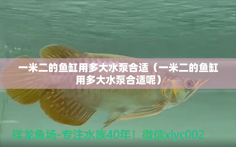 一米二的魚缸用多大水泵合適（一米二的魚缸用多大水泵合適呢）