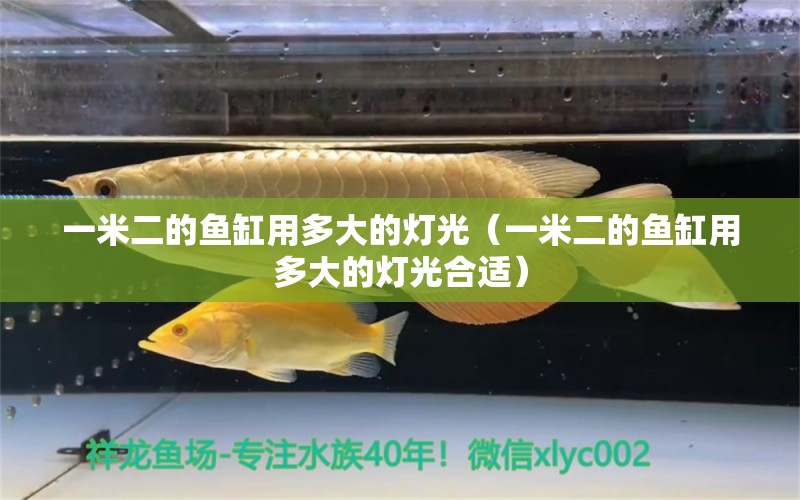 一米二的魚缸用多大的燈光（一米二的魚缸用多大的燈光合適） 其他品牌魚缸