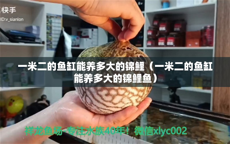 一米二的魚缸能養(yǎng)多大的錦鯉（一米二的魚缸能養(yǎng)多大的錦鯉魚） 其他品牌魚缸