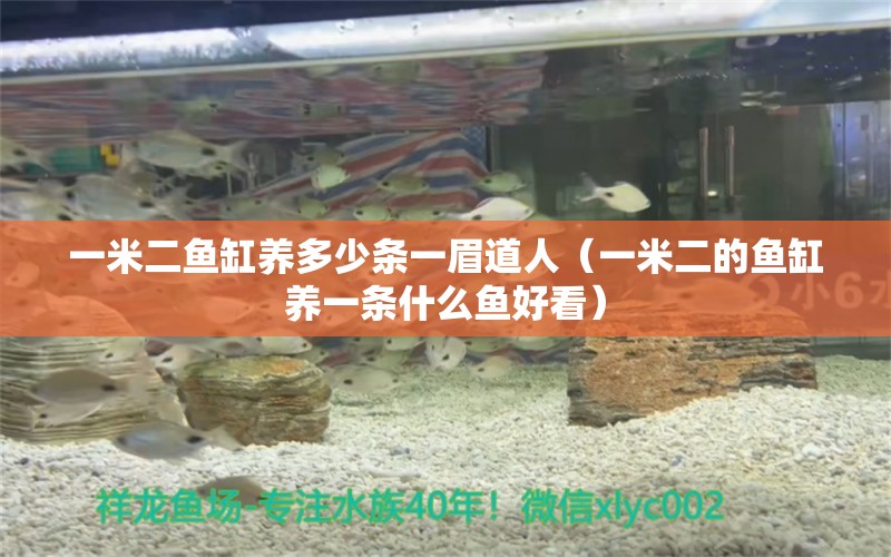 一米二魚缸養(yǎng)多少條一眉道人（一米二的魚缸養(yǎng)一條什么魚好看） 一眉道人魚