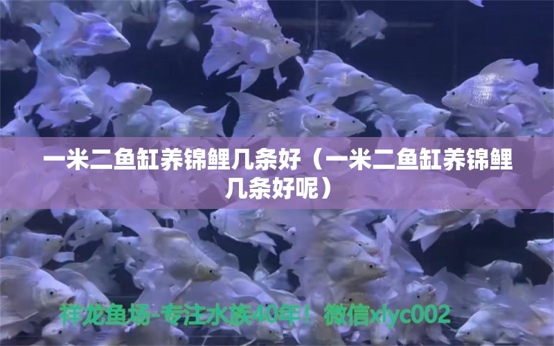 一米二魚(yú)缸養(yǎng)錦鯉幾條好（一米二魚(yú)缸養(yǎng)錦鯉幾條好呢）