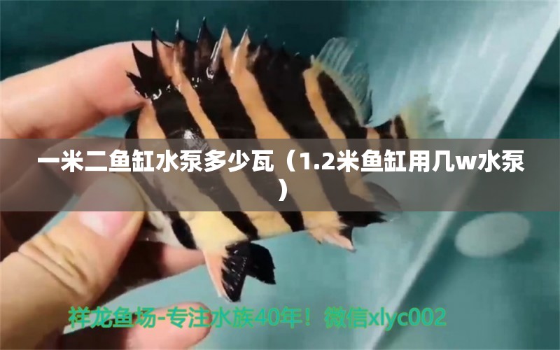 一米二魚缸水泵多少瓦（1.2米魚缸用幾w水泵）