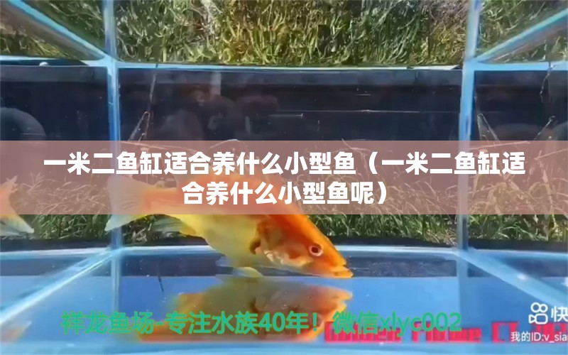 一米二魚缸適合養(yǎng)什么小型魚（一米二魚缸適合養(yǎng)什么小型魚呢）