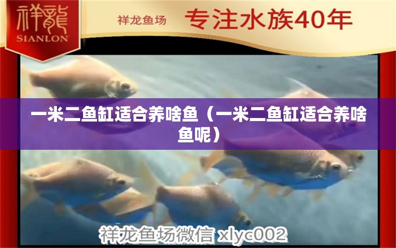 一米二魚缸適合養(yǎng)啥魚（一米二魚缸適合養(yǎng)啥魚呢） 魚缸百科