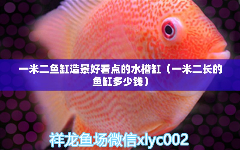 一米二魚缸造景好看點的水槽缸（一米二長的魚缸多少錢）