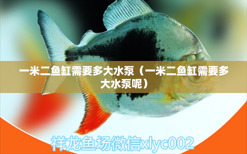 一米二魚缸需要多大水泵（一米二魚缸需要多大水泵呢）