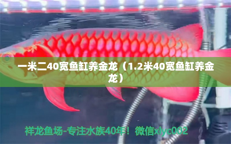 一米二40寬魚缸養(yǎng)金龍（1.2米40寬魚缸養(yǎng)金龍） 其他品牌魚缸