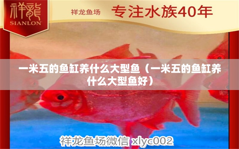 一米五的魚(yú)缸養(yǎng)什么大型魚(yú)（一米五的魚(yú)缸養(yǎng)什么大型魚(yú)好）