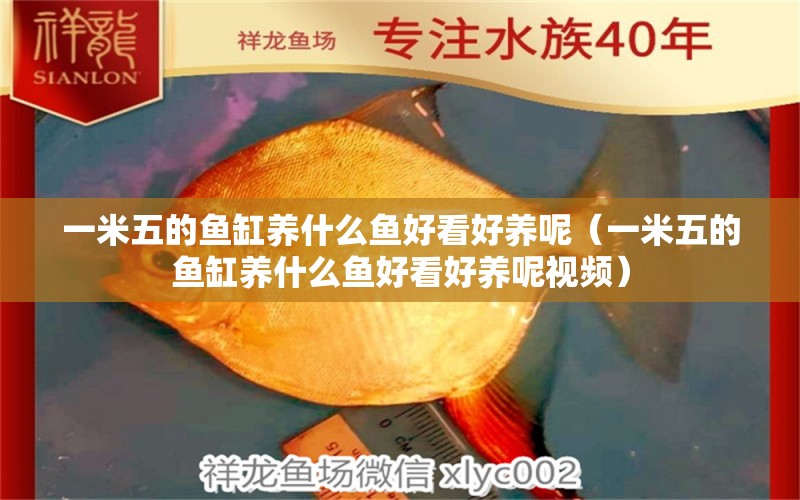 一米五的魚(yú)缸養(yǎng)什么魚(yú)好看好養(yǎng)呢（一米五的魚(yú)缸養(yǎng)什么魚(yú)好看好養(yǎng)呢視頻）