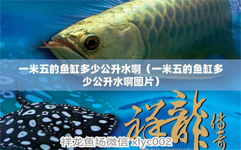 一米五的魚缸多少公升水?。ㄒ幻孜宓聂~缸多少公升水啊圖片）