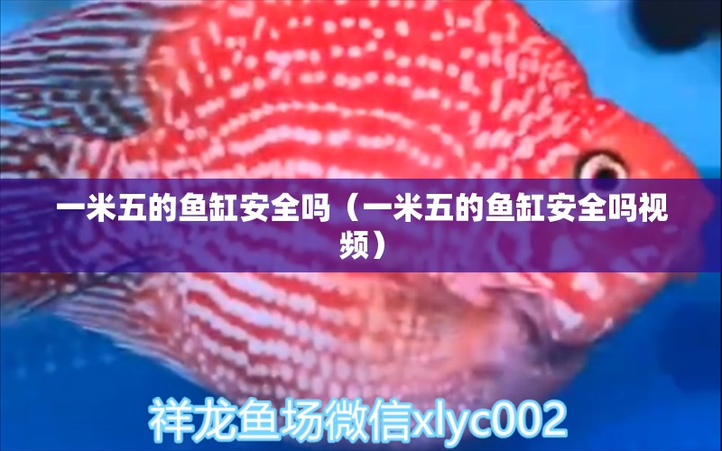 一米五的魚(yú)缸安全嗎（一米五的魚(yú)缸安全嗎視頻）