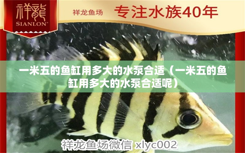 一米五的魚缸用多大的水泵合適（一米五的魚缸用多大的水泵合適呢）