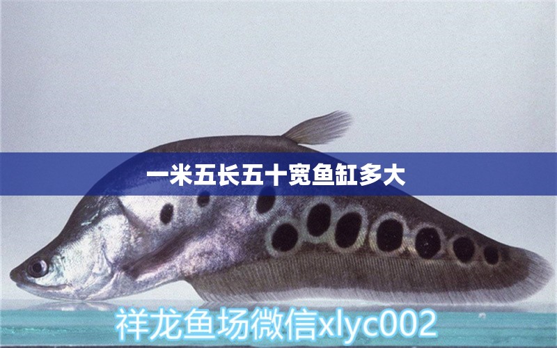 一米五長(zhǎng)五十寬魚(yú)缸多大  黃金達(dá)摩魚(yú)