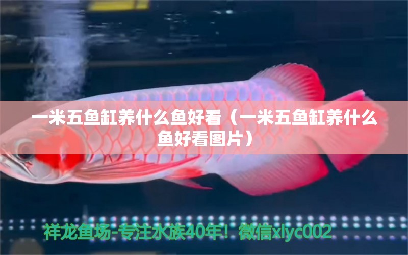 一米五魚缸養(yǎng)什么魚好看（一米五魚缸養(yǎng)什么魚好看圖片）