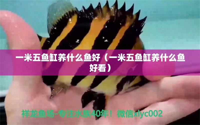 一米五魚缸養(yǎng)什么魚好（一米五魚缸養(yǎng)什么魚好看） 魚缸百科