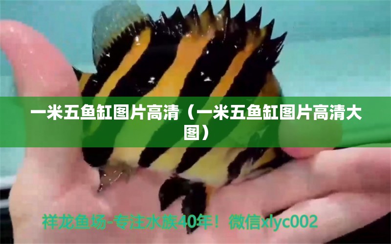 一米五魚缸圖片高清（一米五魚缸圖片高清大圖） 魚缸百科