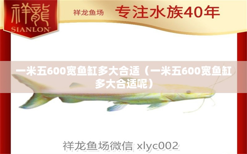 一米五600寬魚缸多大合適（一米五600寬魚缸多大合適呢）