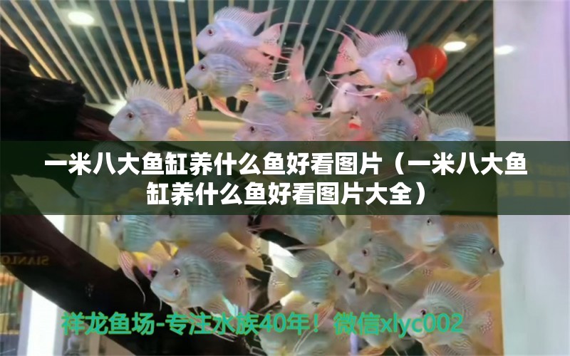 一米八大魚缸養(yǎng)什么魚好看圖片（一米八大魚缸養(yǎng)什么魚好看圖片大全）