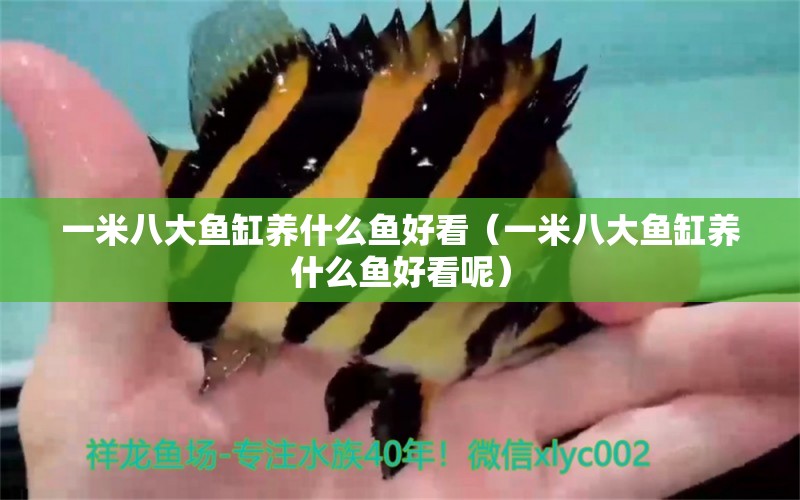 一米八大魚缸養(yǎng)什么魚好看（一米八大魚缸養(yǎng)什么魚好看呢）