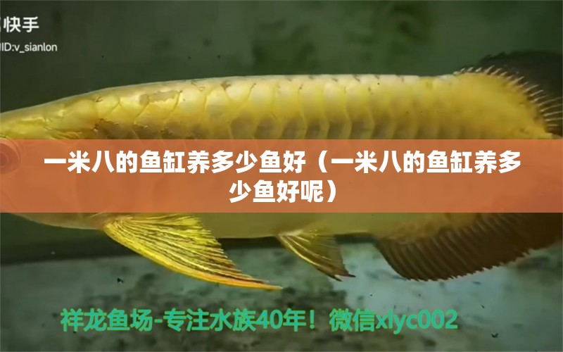 一米八的魚(yú)缸養(yǎng)多少魚(yú)好（一米八的魚(yú)缸養(yǎng)多少魚(yú)好呢）