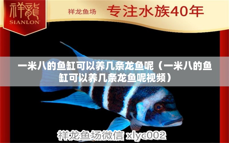 一米八的魚缸可以養(yǎng)幾條龍魚呢（一米八的魚缸可以養(yǎng)幾條龍魚呢視頻）