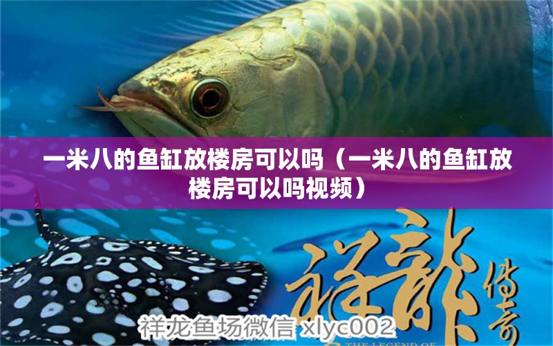 一米八的魚缸放樓房可以嗎（一米八的魚缸放樓房可以嗎視頻）