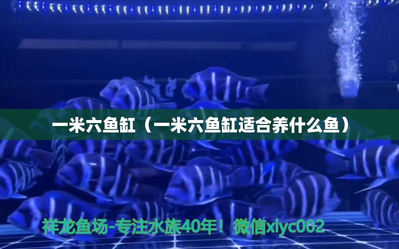 一米六魚缸（一米六魚缸適合養(yǎng)什么魚）