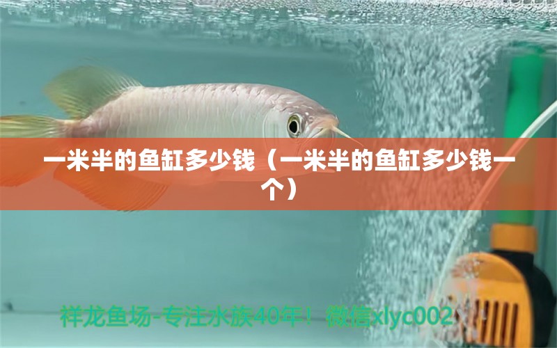 一米半的魚缸多少錢（一米半的魚缸多少錢一個） 黃金眼鏡蛇雷龍魚