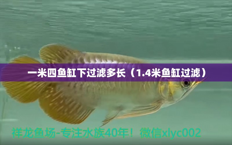 一米四魚缸下過濾多長（1.4米魚缸過濾）