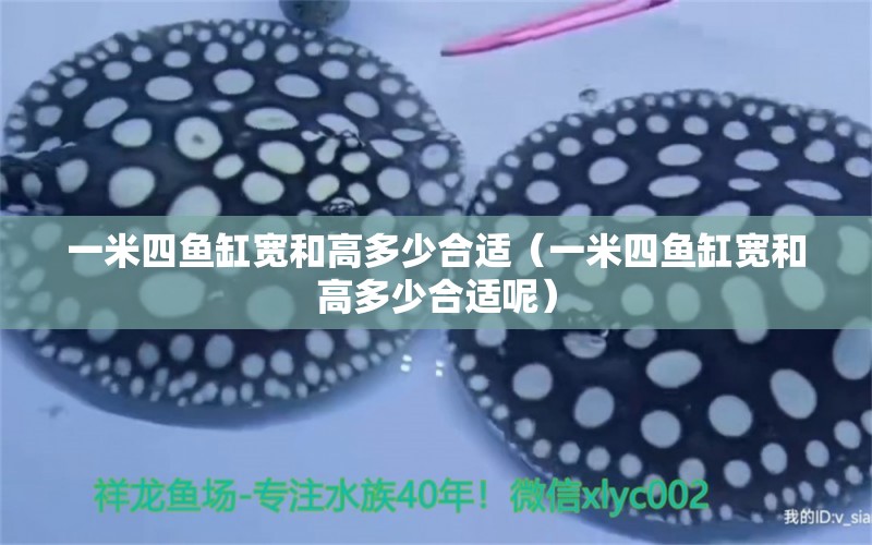 一米四魚缸寬和高多少合適（一米四魚缸寬和高多少合適呢）