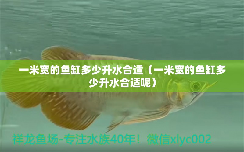 一米寬的魚缸多少升水合適（一米寬的魚缸多少升水合適呢）