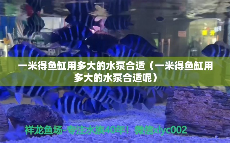 一米得魚缸用多大的水泵合適（一米得魚缸用多大的水泵合適呢）