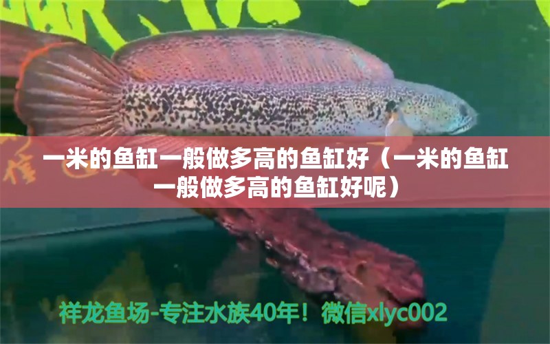 一米的魚缸一般做多高的魚缸好（一米的魚缸一般做多高的魚缸好呢）