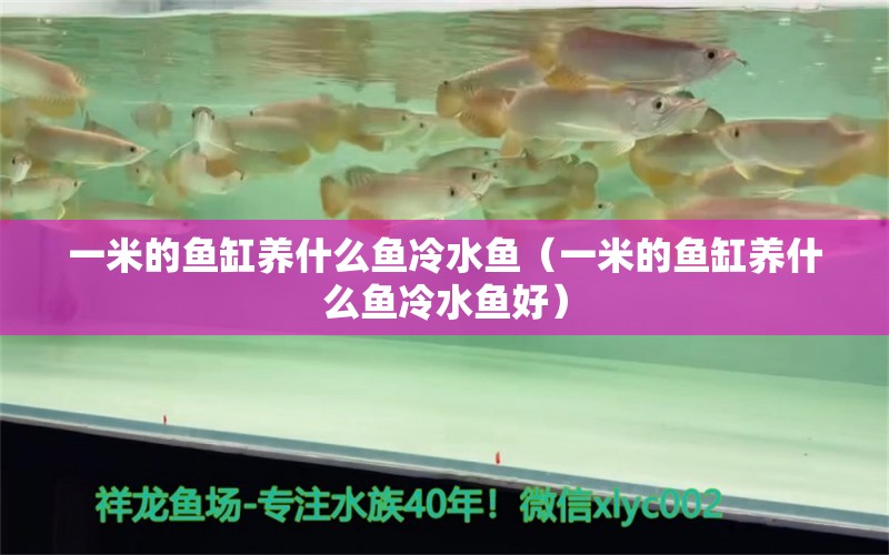 一米的魚缸養(yǎng)什么魚冷水魚（一米的魚缸養(yǎng)什么魚冷水魚好）