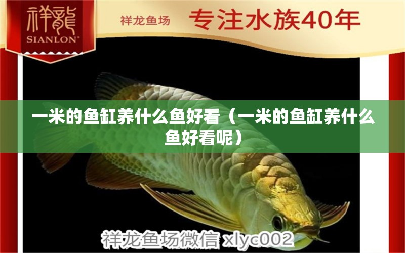 一米的魚缸養(yǎng)什么魚好看（一米的魚缸養(yǎng)什么魚好看呢）