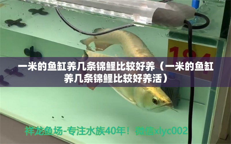 一米的魚(yú)缸養(yǎng)幾條錦鯉比較好養(yǎng)（一米的魚(yú)缸養(yǎng)幾條錦鯉比較好養(yǎng)活） 魚(yú)缸百科