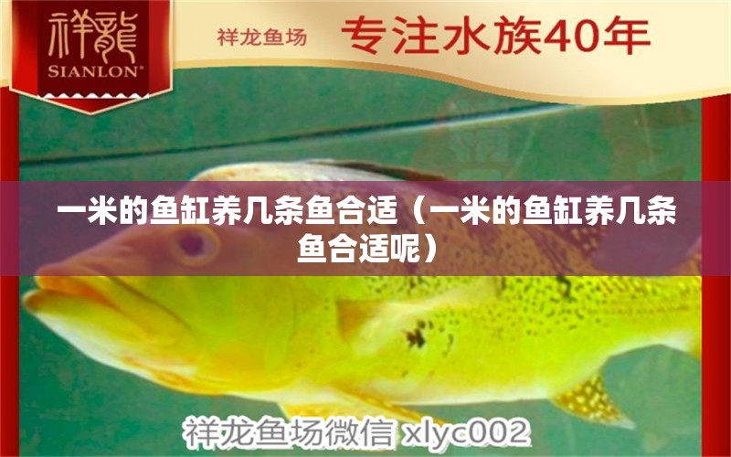 一米的魚缸養(yǎng)幾條魚合適（一米的魚缸養(yǎng)幾條魚合適呢）