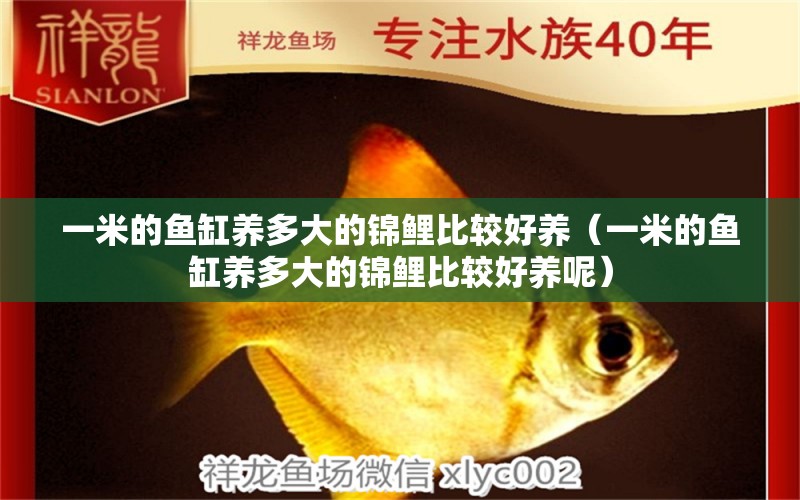 一米的魚缸養(yǎng)多大的錦鯉比較好養(yǎng)（一米的魚缸養(yǎng)多大的錦鯉比較好養(yǎng)呢） 魚缸百科