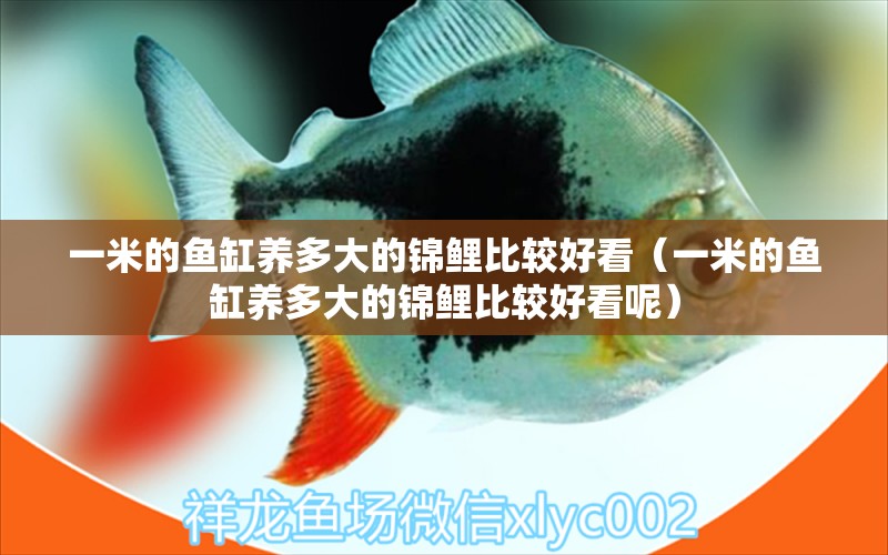 一米的魚缸養(yǎng)多大的錦鯉比較好看（一米的魚缸養(yǎng)多大的錦鯉比較好看呢） 魚缸百科