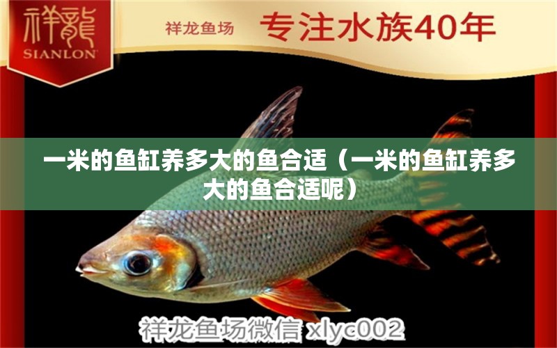 一米的魚缸養(yǎng)多大的魚合適（一米的魚缸養(yǎng)多大的魚合適呢） 魚缸百科