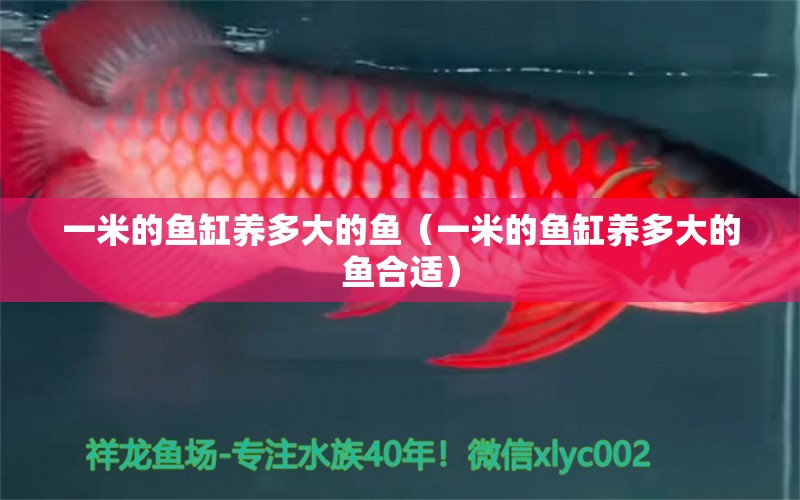 一米的魚缸養(yǎng)多大的魚（一米的魚缸養(yǎng)多大的魚合適） 魚缸百科