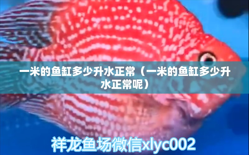 一米的魚(yú)缸多少升水正常（一米的魚(yú)缸多少升水正常呢）