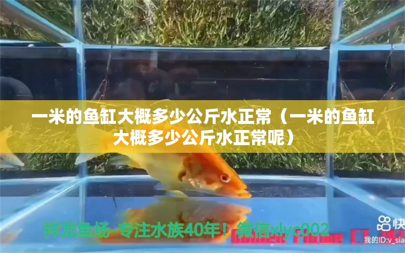 一米的魚(yú)缸大概多少公斤水正常（一米的魚(yú)缸大概多少公斤水正常呢）