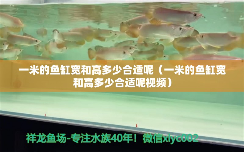 一米的魚缸寬和高多少合適呢（一米的魚缸寬和高多少合適呢視頻） 魚缸百科