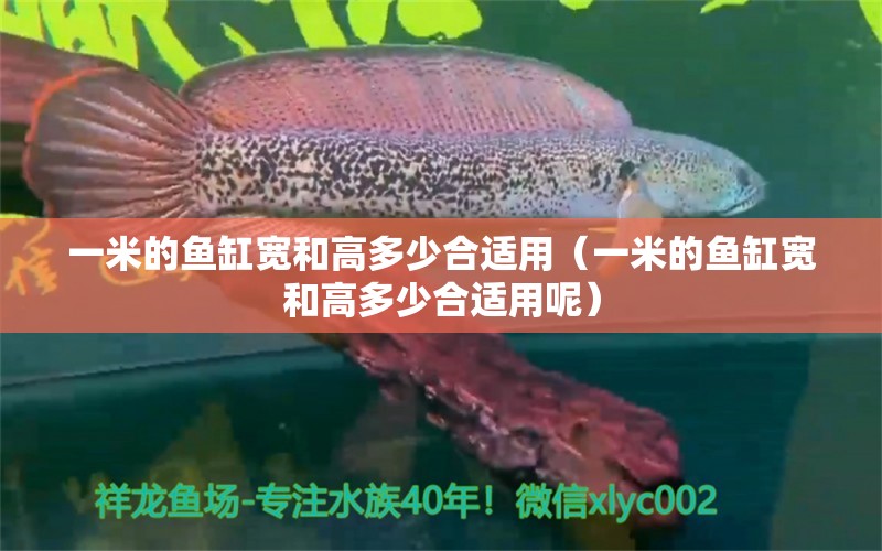 一米的魚缸寬和高多少合適用（一米的魚缸寬和高多少合適用呢）