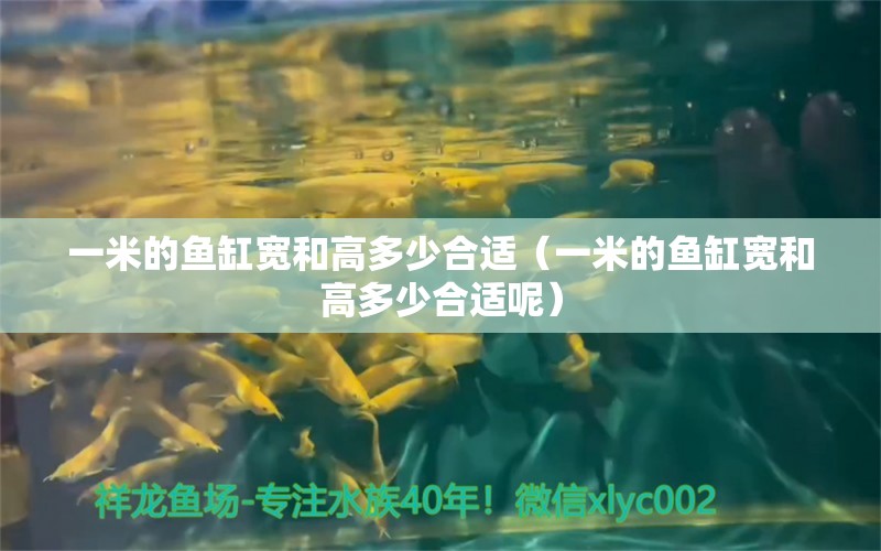 一米的魚缸寬和高多少合適（一米的魚缸寬和高多少合適呢）