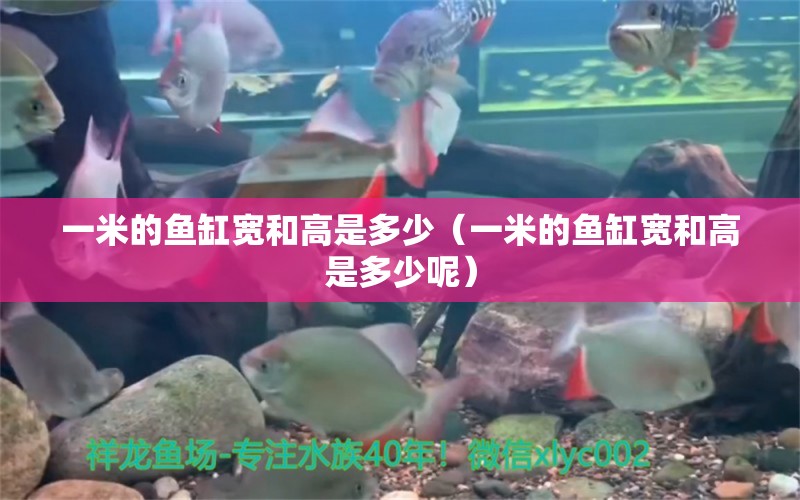 一米的魚缸寬和高是多少（一米的魚缸寬和高是多少呢）