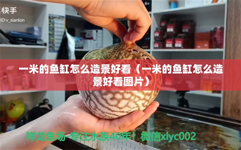 一米的魚缸怎么造景好看（一米的魚缸怎么造景好看圖片）